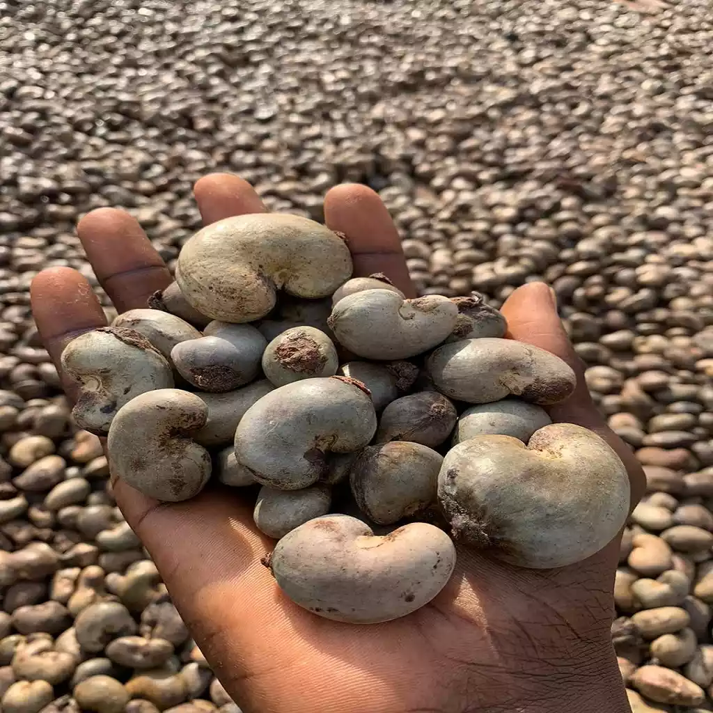 About Shree Dattakrupa Cashew